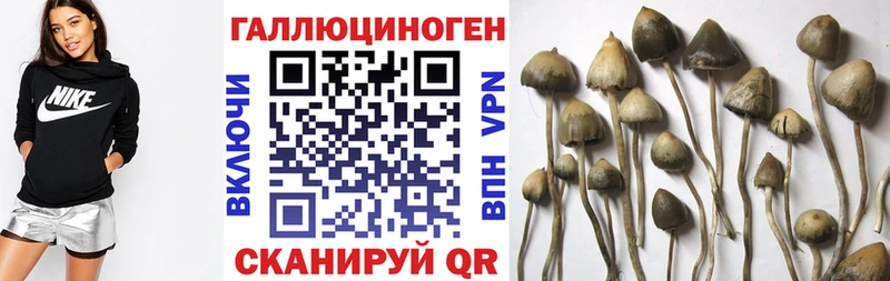 купить  сайты  Курчатов  Псилоцибиновые грибы ЛСД 